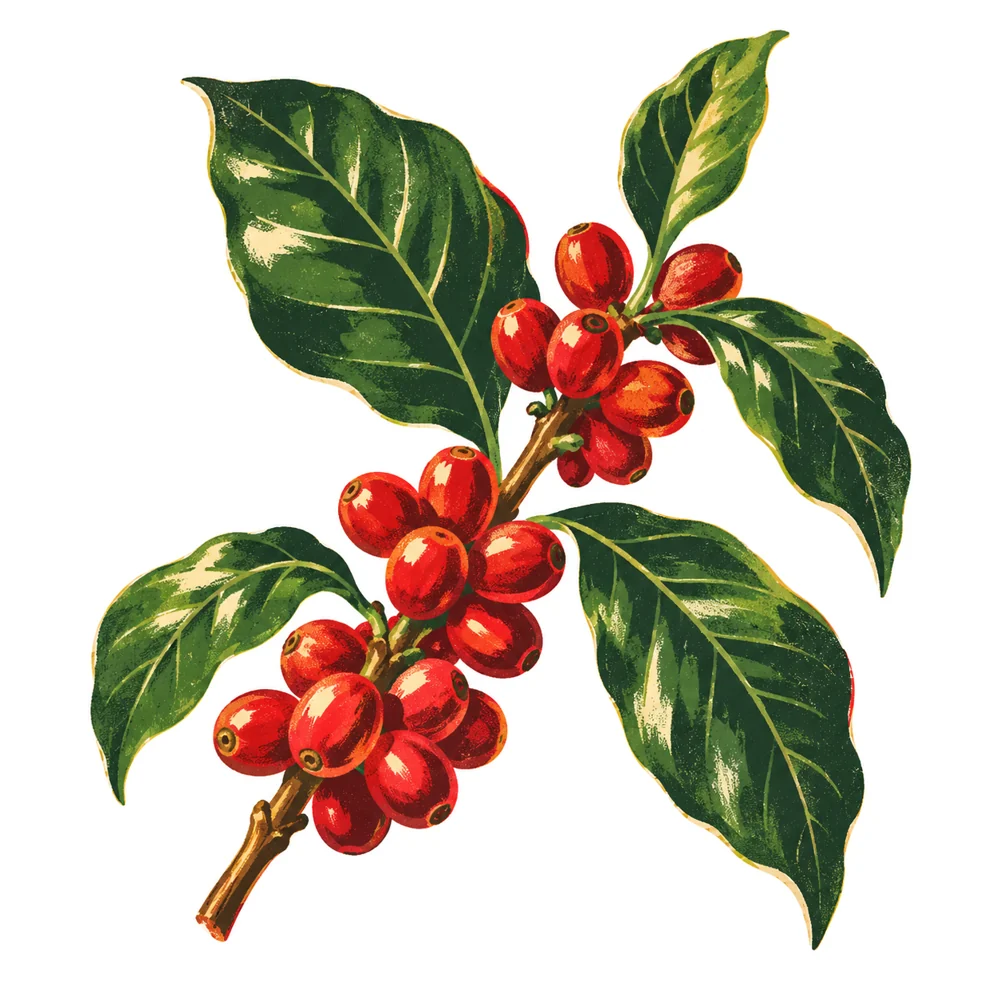 Arabica