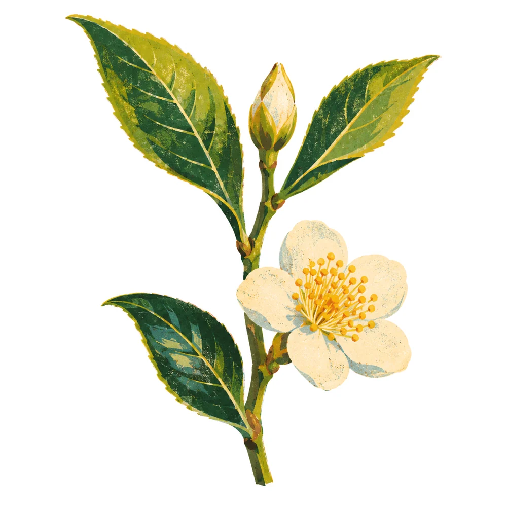 Teepflanze (Camellia sinensis)